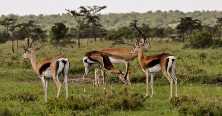 A Group of Grant's Gazelles