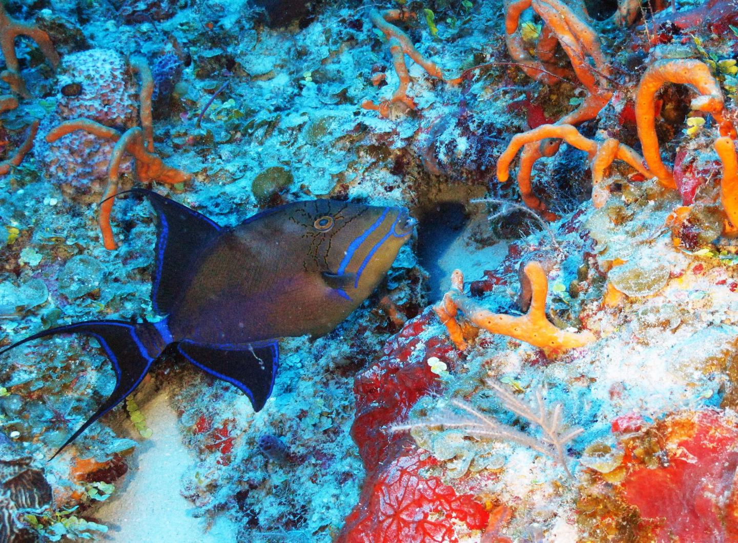 Cuba's Twilight Zone Reefs Expedition
