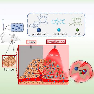 An Illustration of How Phorbiplatin Works
