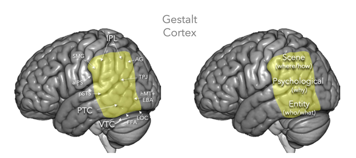 The gestalt cortex