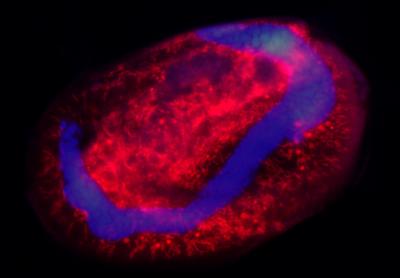 Researchers Rethink Symbiosis