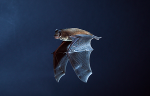 Bat in flight