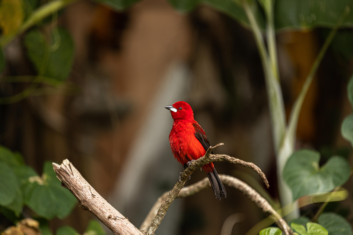 Red bird in Brazil