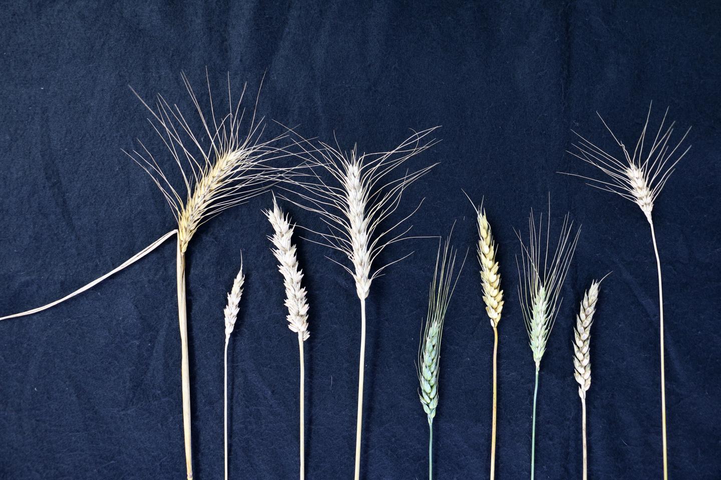 Bread wheat varieties