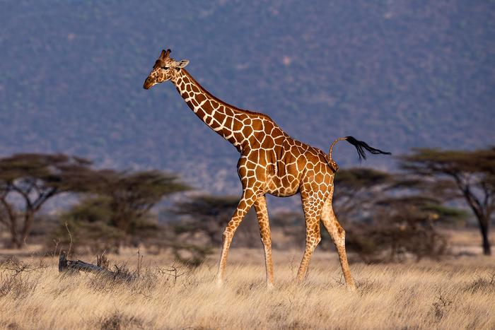 Reticulated giraffe