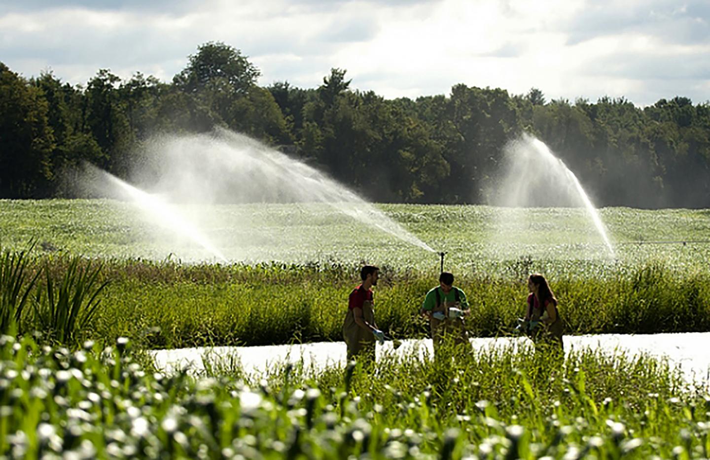 Spray Fields