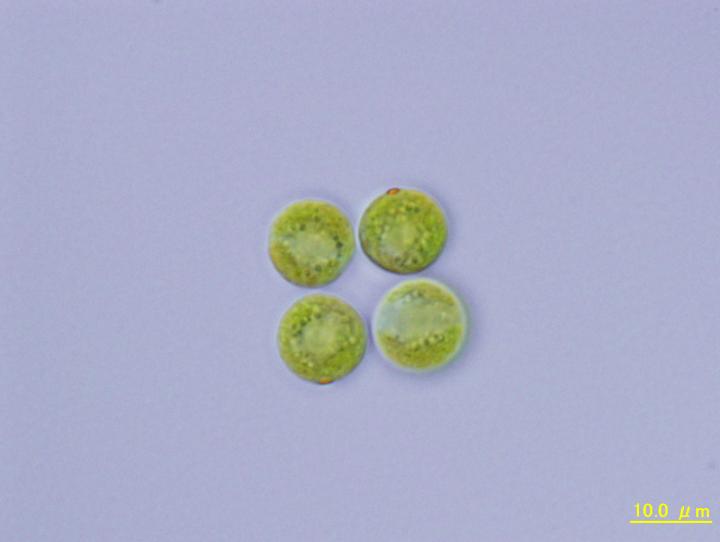 <em>Tetrabaena socialis</em>