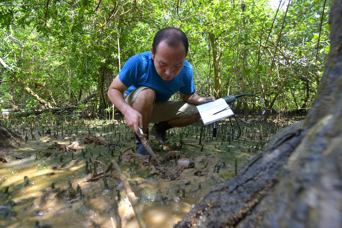 Osamu Miura, Smithsonian Tropical Research Institute