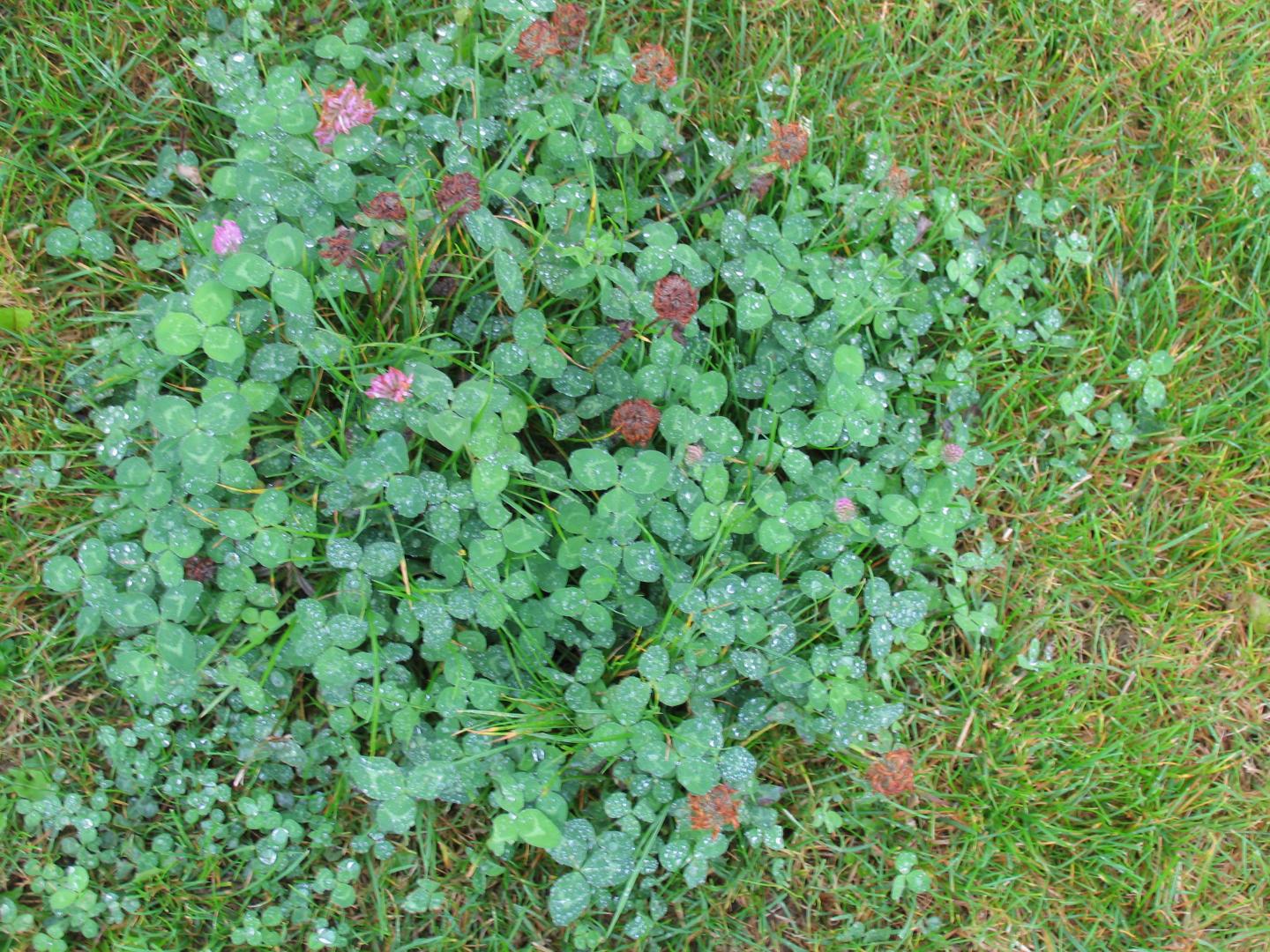 Red Clover Plant -- Forage Crop