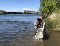 Releasing tagged salmon in Sacramento River