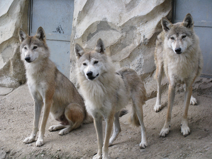 Tibetan Wolves