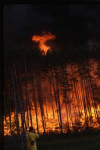 Forest Fire in Siberia