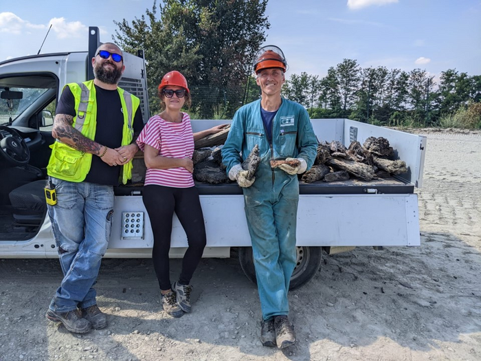 Looking for fossilized trees