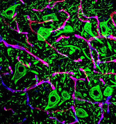 Neurovascular Unit of the Mouse Spinal Cord
