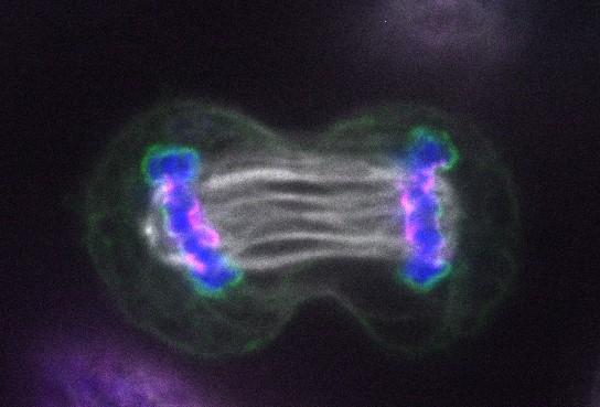 LEM2's Role in Mitosis