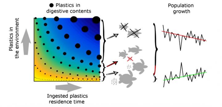 Effect of plastic waste on sea turtles