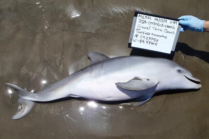 Perinatal Bottlenose Dolphin Deaths