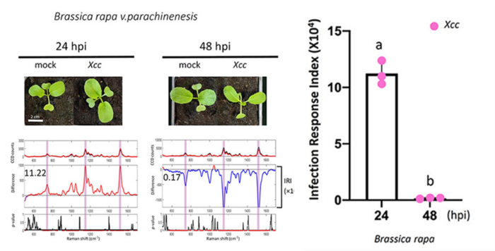 Rapid detection of bacterial infection in leafy vegetable Choy Sum