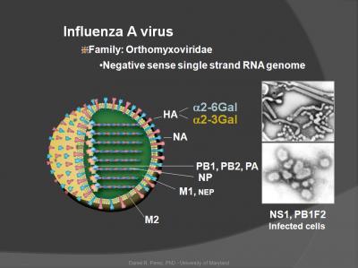 The Influenza A Virus