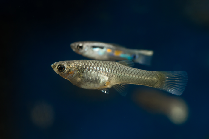 Trinidadian guppies