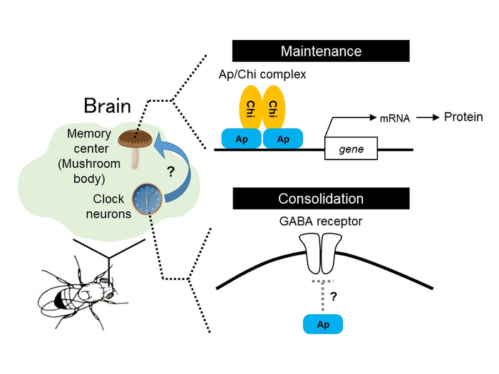 Schematic of long-term memory consolidation and maintenance.