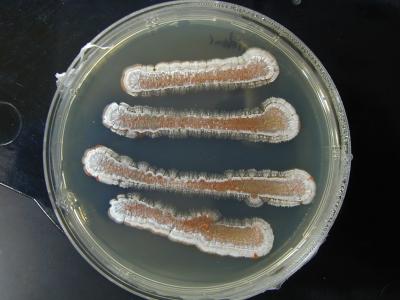 Bacteria