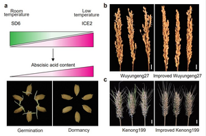 Proposed working model and application of SD6/ICE2 molecular module in rice and wheat