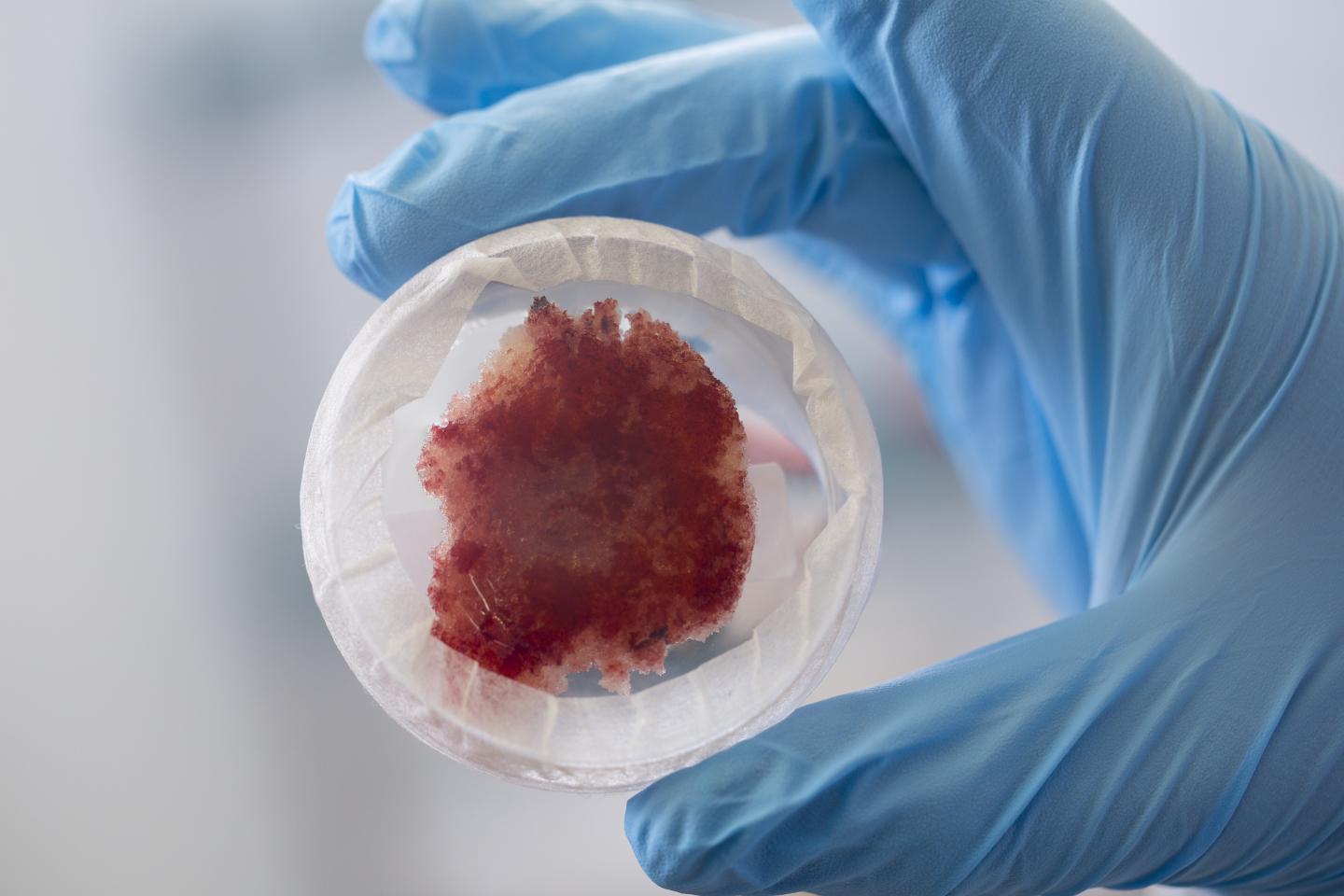 Callus Culture from <i>Asperula tinctoria</i>