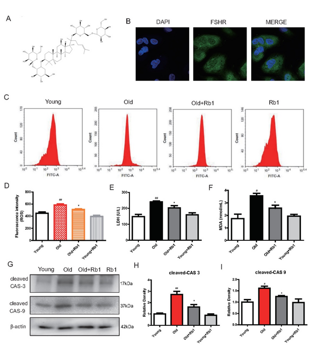 Protective effects of Ginsenoside Rb1 on aged human GCs.