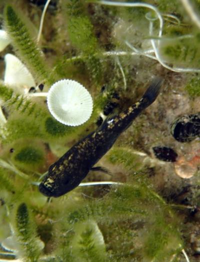 <i>Cyprinodon desquamator</i> (Scale-eating Pupfish)