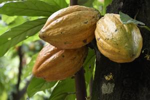 Comparative analyses of chloroplast genomes of Theobroma cacao from northern Peru