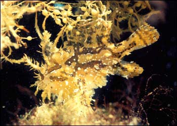 Sargassum Anglerfish