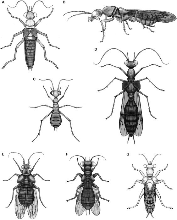 Reconstruction drawings of Alienopteridae