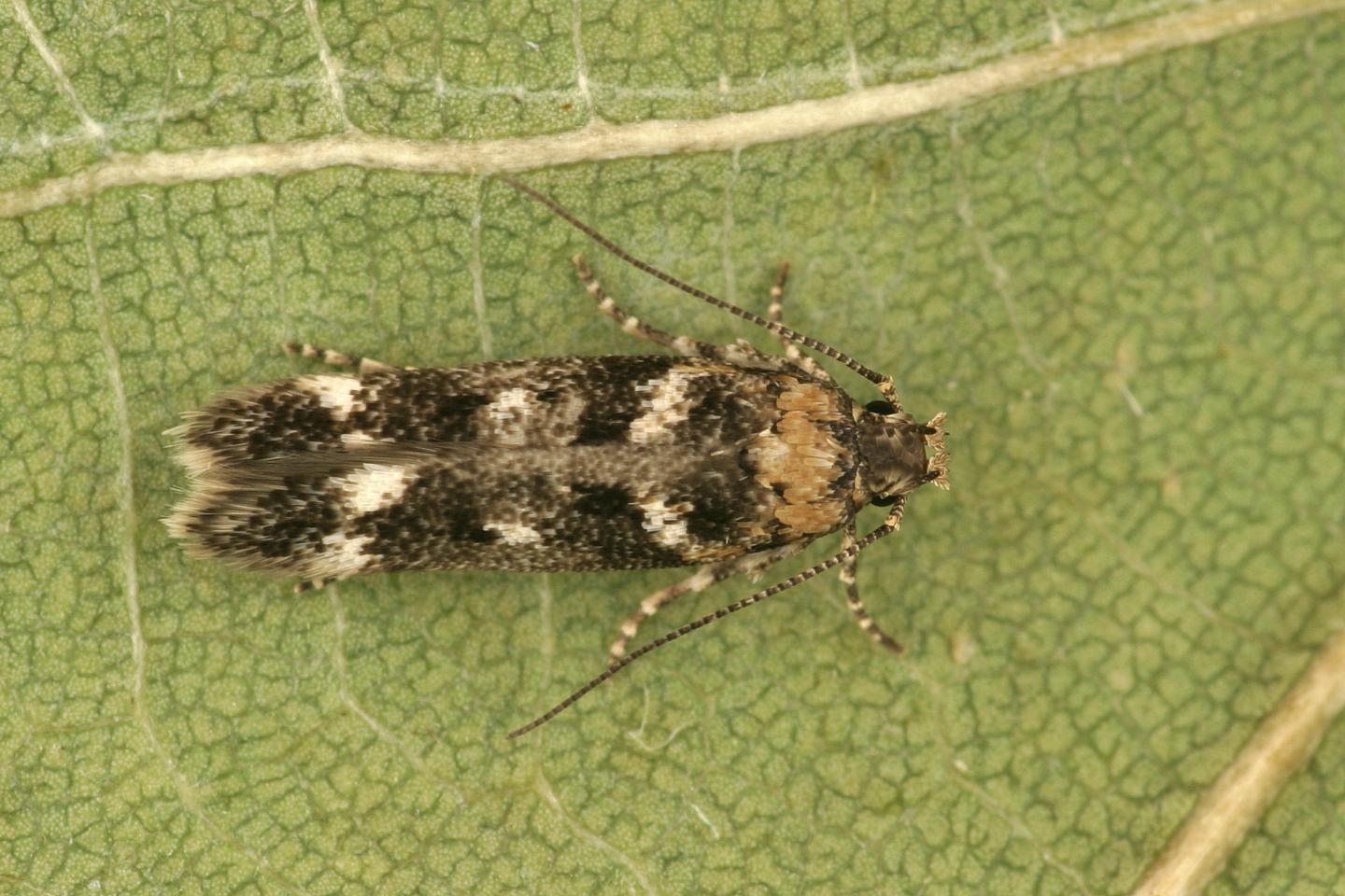 Curved-horn moth feeding on a carnation plant