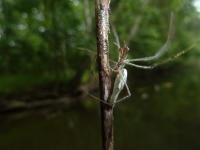 Pharmaceuticals in the Insects Spread to the Spiders and Other Organisms on Land