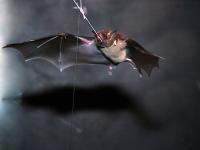 Bat at Feeder