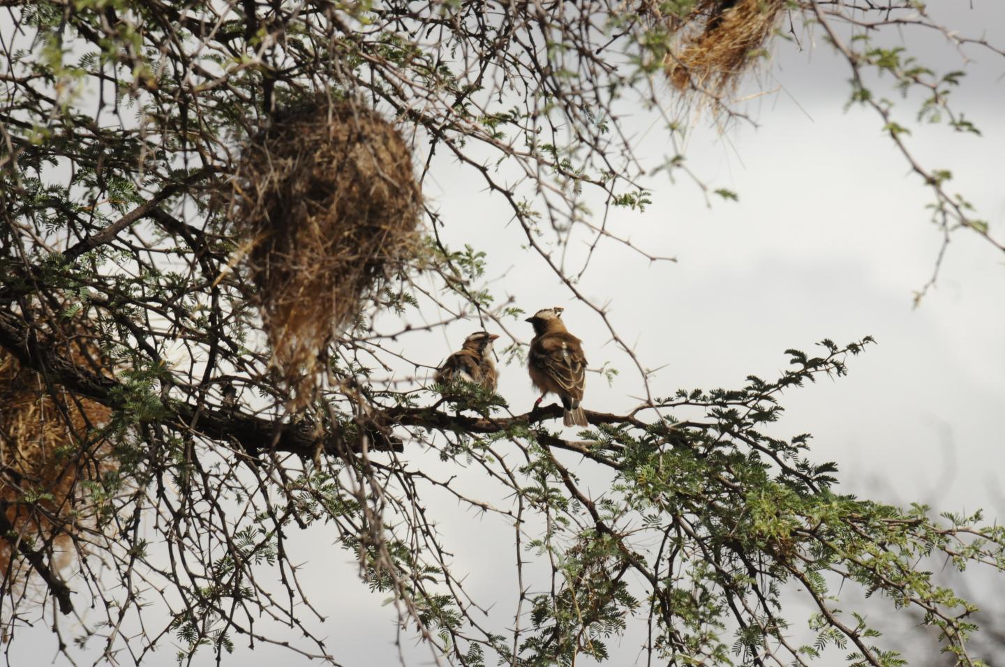 White-Browed Sparrow-Weavers