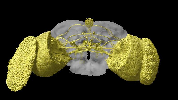 3D rendering of the fly’s visual system