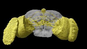 3D rendering of the fly’s visual system