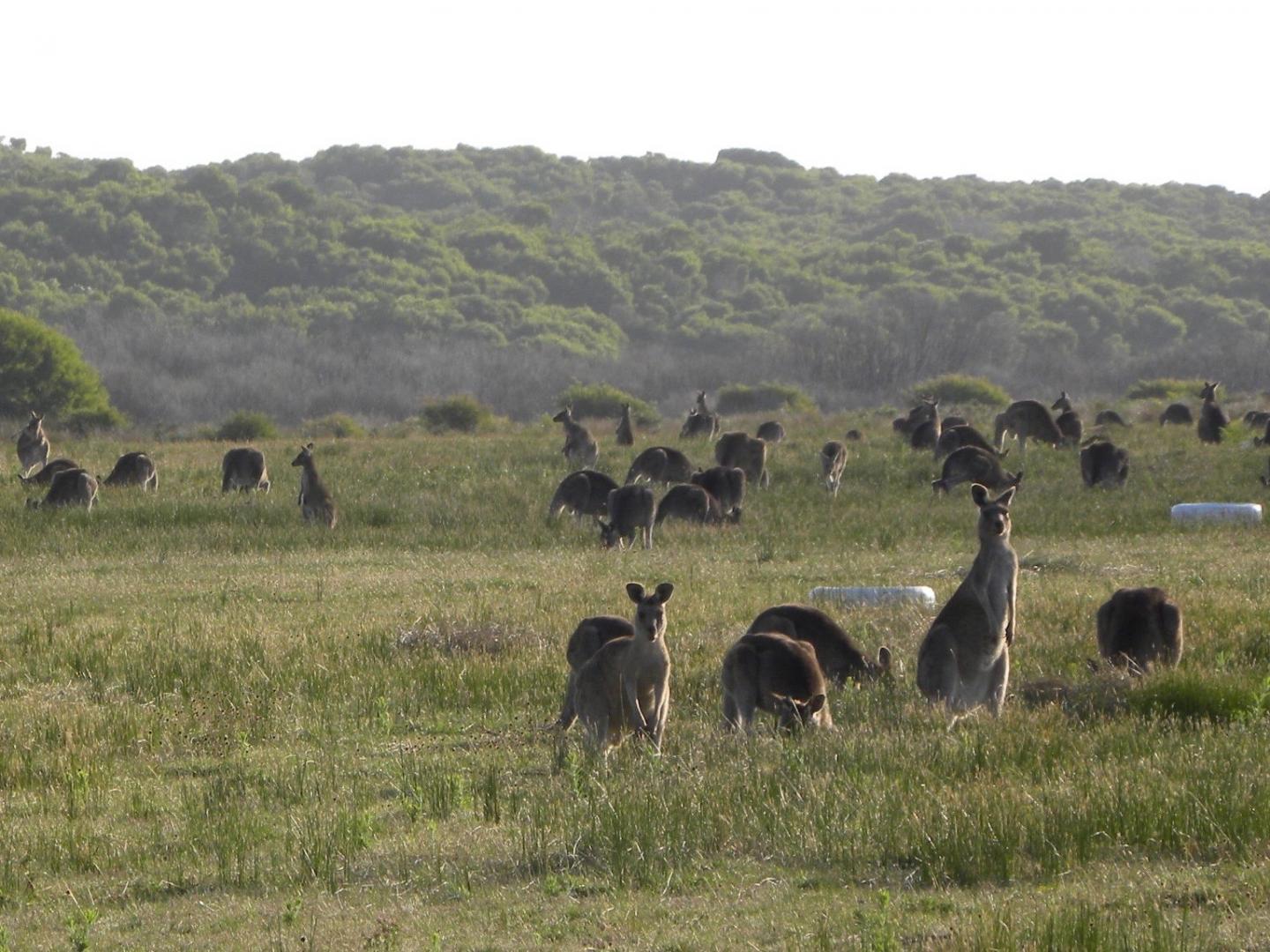 Living at Home the Best Survival Strategy for Young Kangaroos