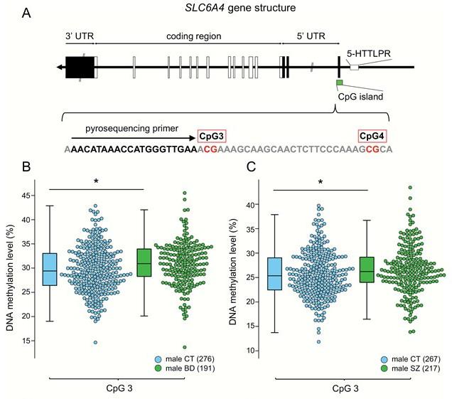 Change in DNA Methylation of the SERT Gene