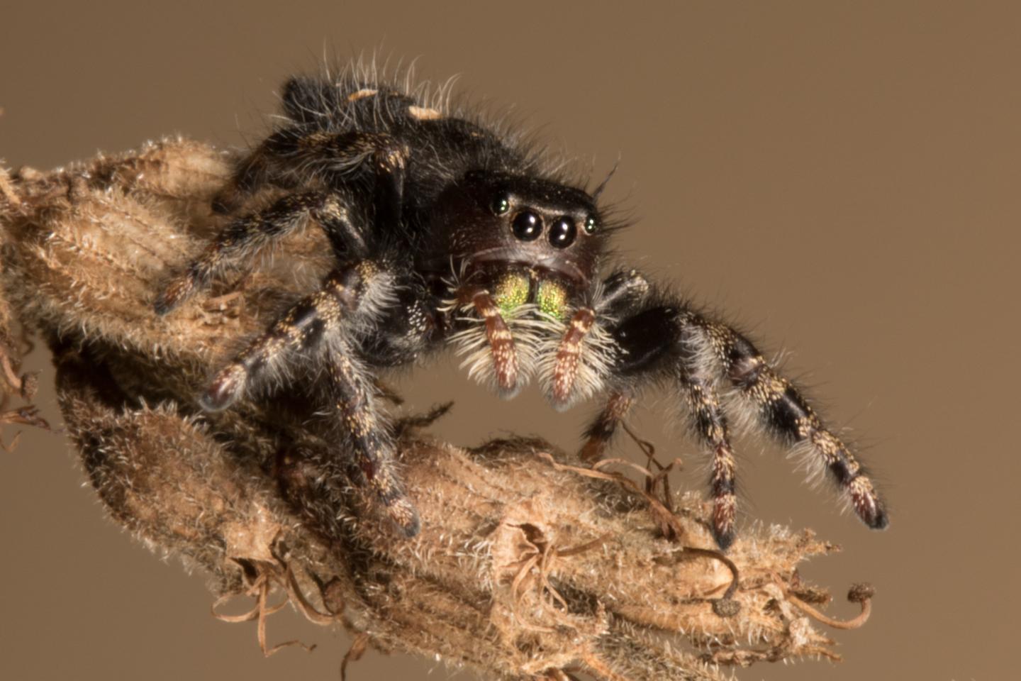 <i>Phidippus audax</i> Spider