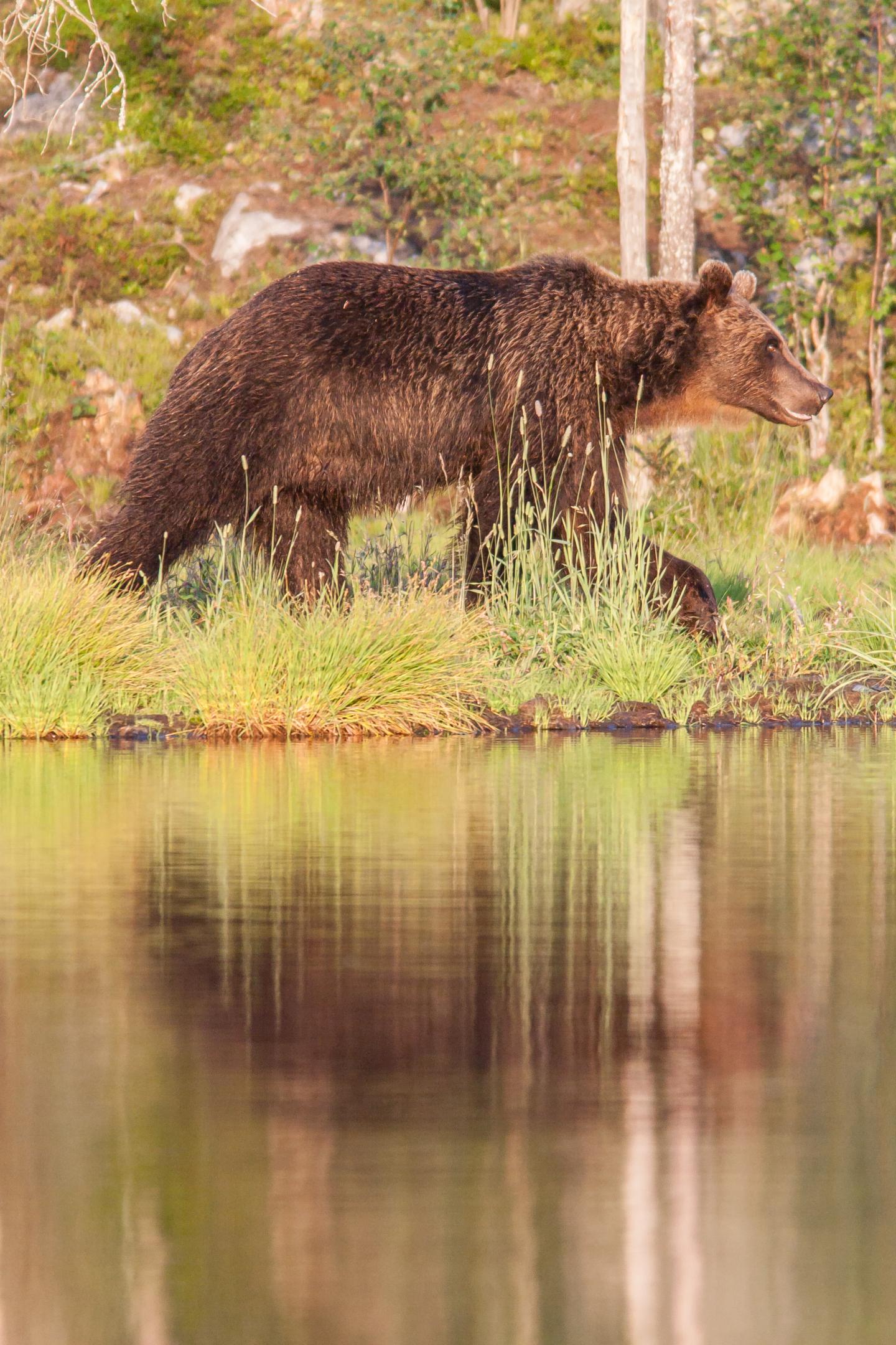 Brown bear