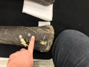 Theropod bite marks on limb bones of CM 555, a juvenile individual of Brontosaurus parvus from Wyoming