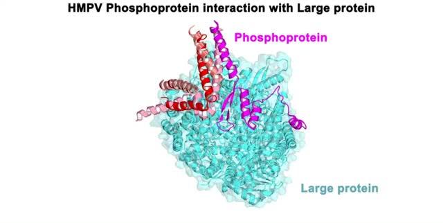 A 3D-model of the HMPV L:P Polymerase