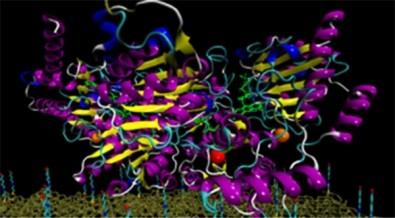 Nanometric Sensor Designed to Detect Herbicides 