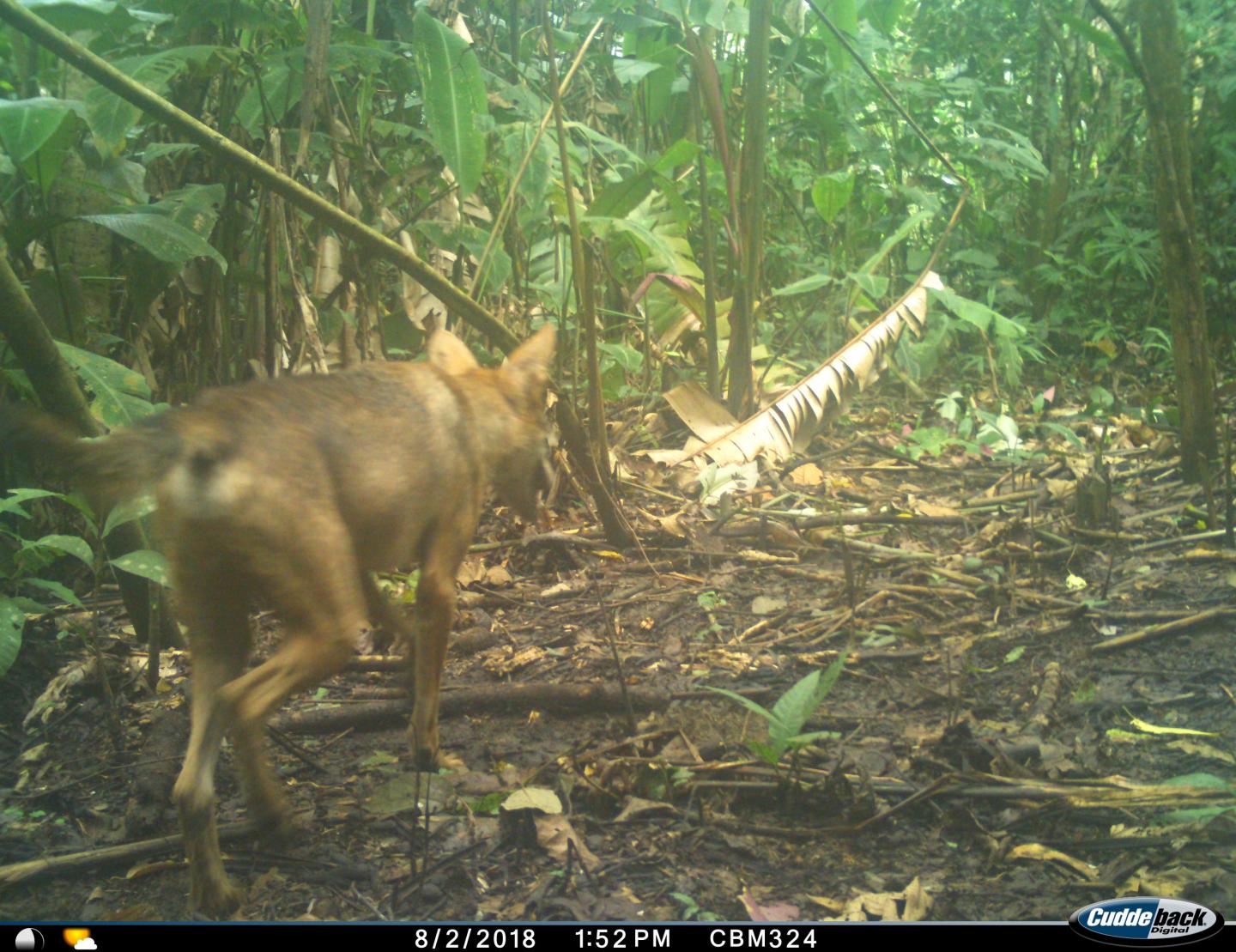 Coyote in Darien