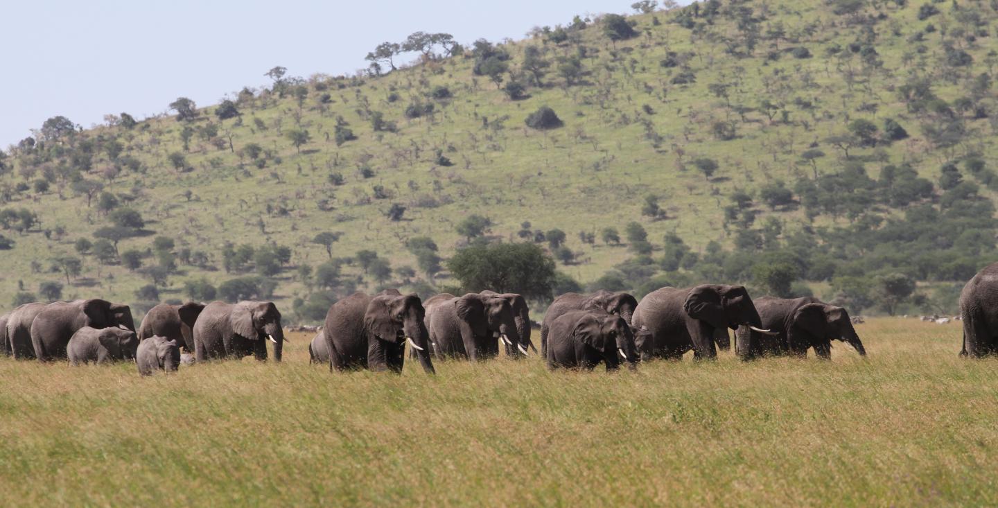 Herd of Serengeti elephants