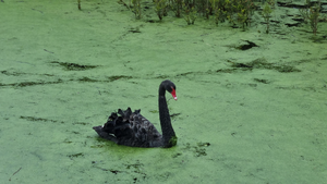 Black swan 2