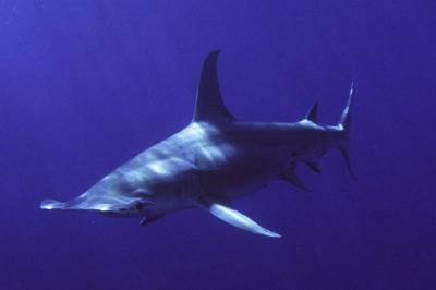 Great Hammerhead